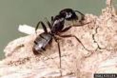 carpenterant