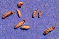 carpetbeetlelarvae