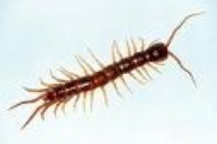 centipede