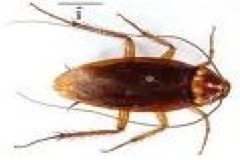 cockroach