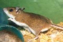 deermice