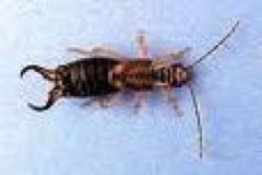 Earwig