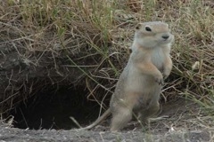 gopher