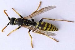 wasp