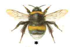bumblebee