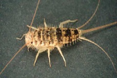 firebrat