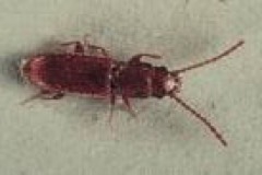 grainbeetle