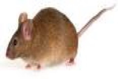 housemouse
