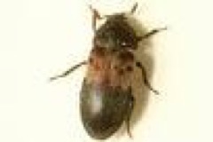 larderbeetle