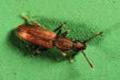 sawtoothedgrainbeetle