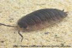 Sowbug