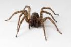 spider